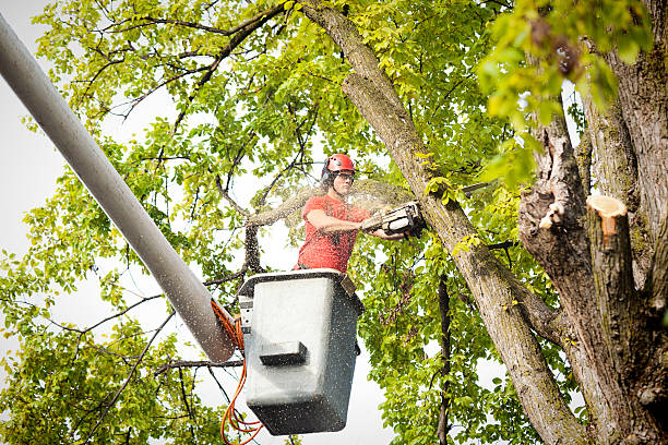 Best Palm Tree Trimming  in USA